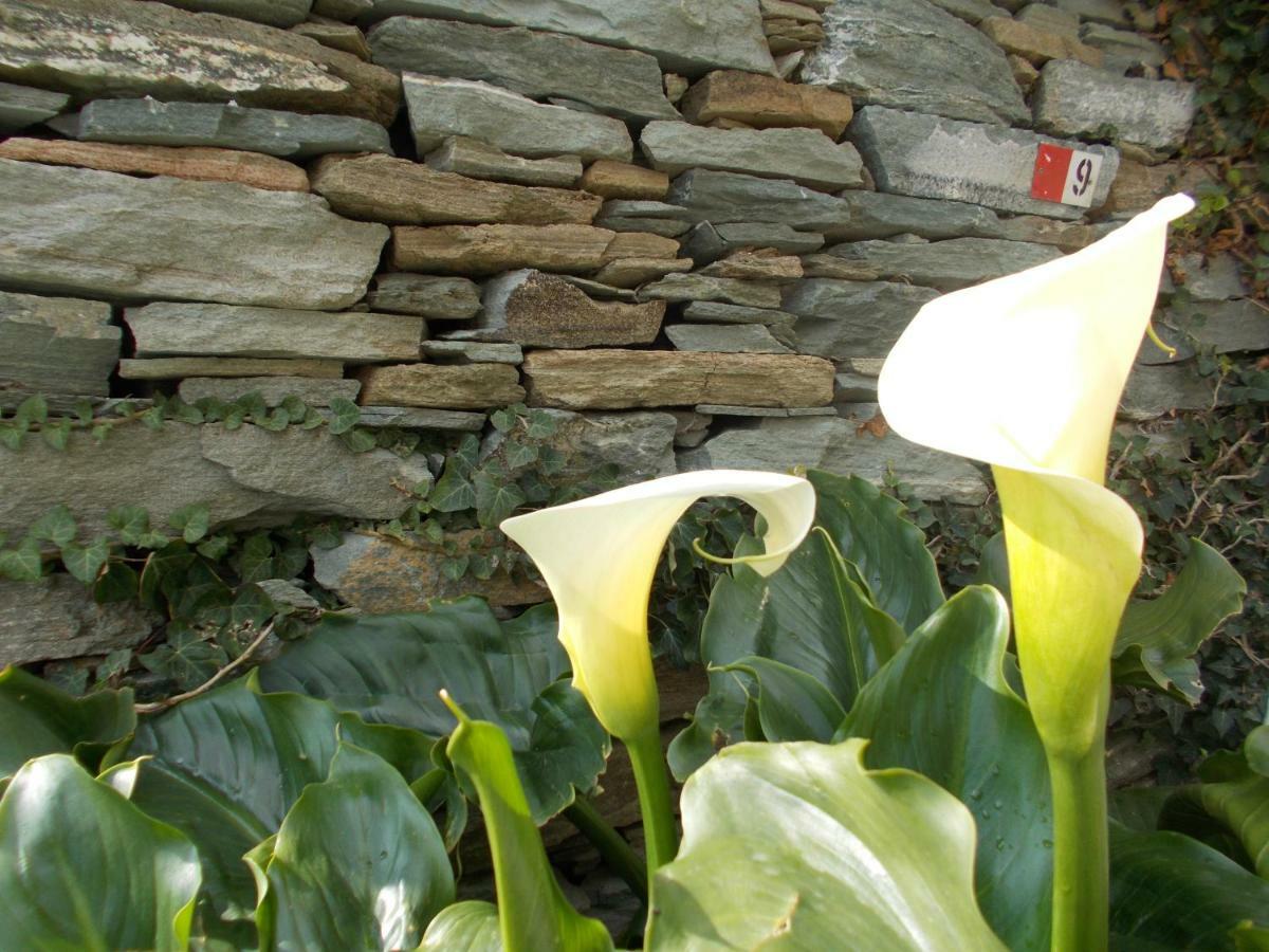 Cyclades Olive Museum'S Guest House Pitrofos 外观 照片